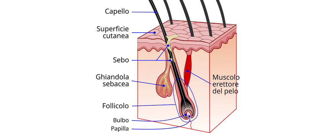 Pelifero, bulbo